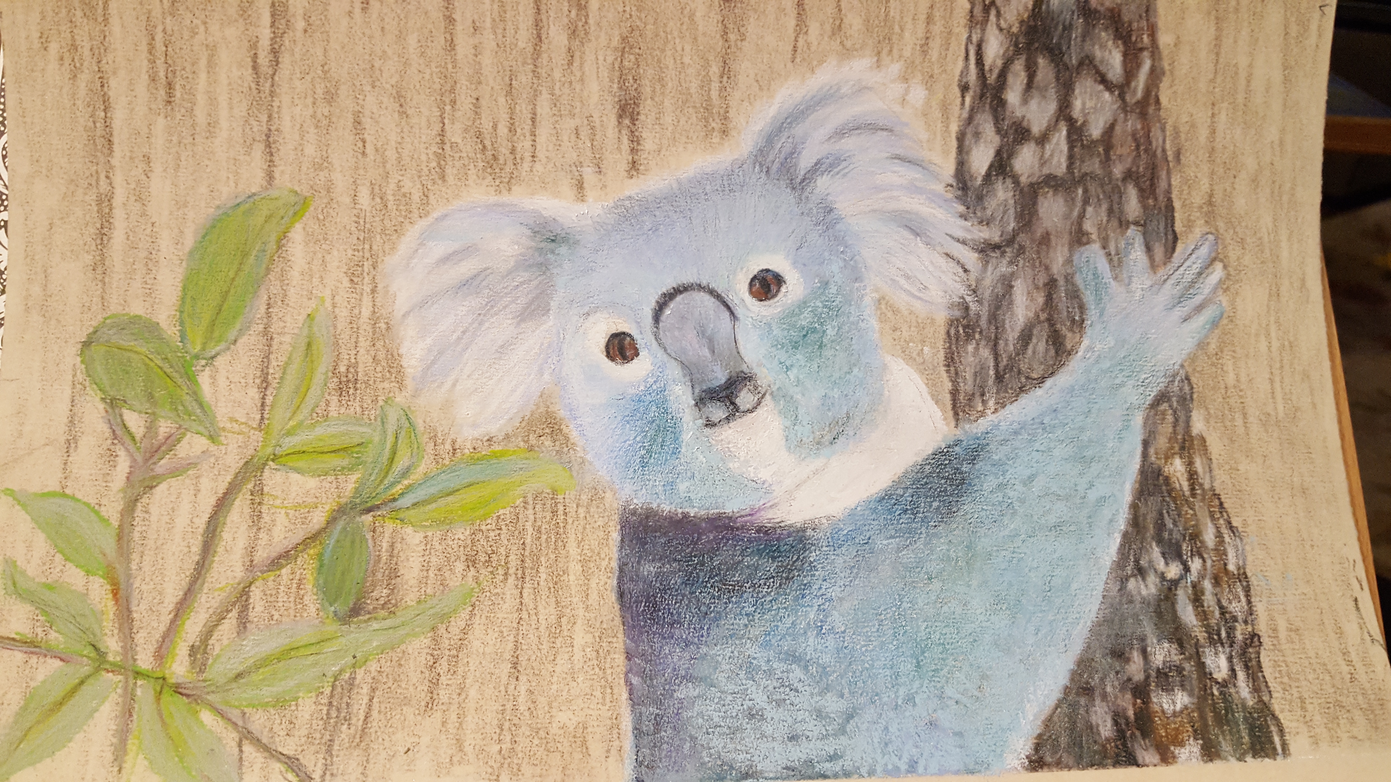 Koala