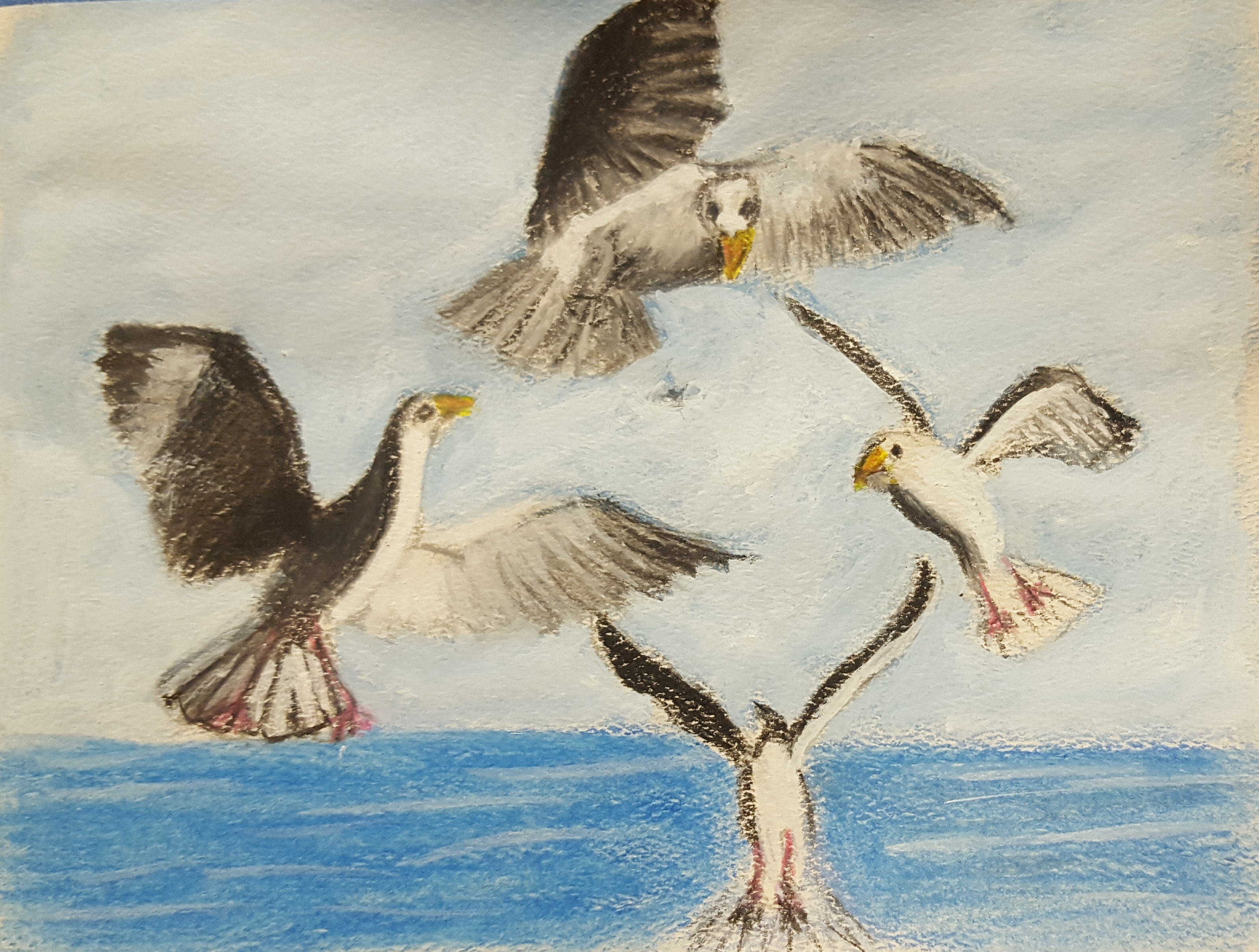 Seagulls