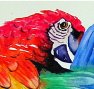 macaw_amLLDabs.jpg (4560 bytes)